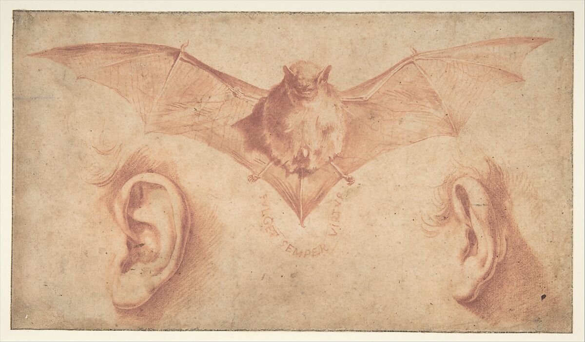 Studies of Two Ears and of a Bat. Below, the motto: FULGET SEMPER VIRTUS, Jusepe de Ribera (called Lo Spagnoletto)  Spanish, Red chalk and brush and red wash on beige paper.  Composition outlined on all borders with ruled lines in black chalk