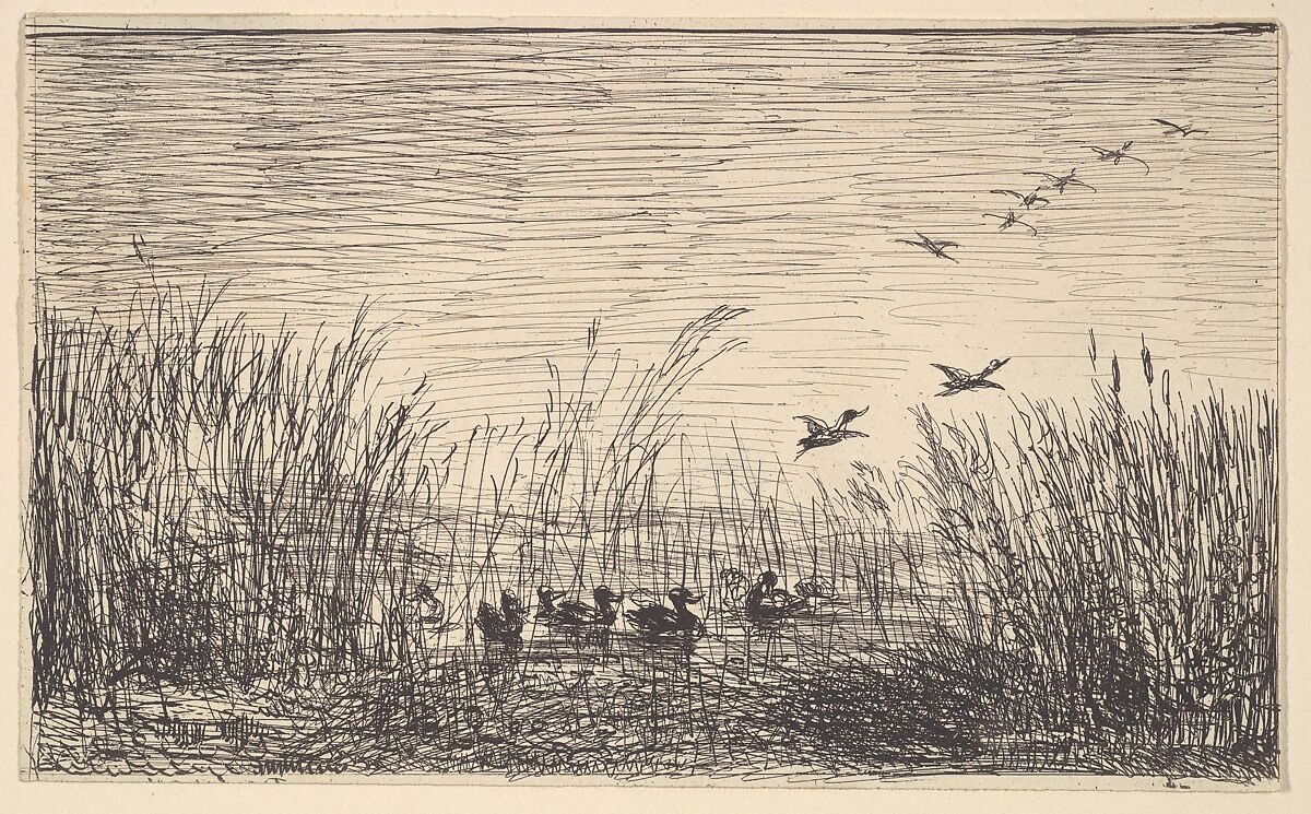 Ducks in the Marshes, Charles-François Daubigny (French, Paris 1817–1878 Paris), Cliché-verre (ed. 1921) 