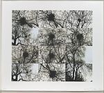 Untitled (Nest/Trees), Kiki Smith (American, born Nuremberg, 1954), Iris print 