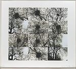 Untitled (Nest/Trees)