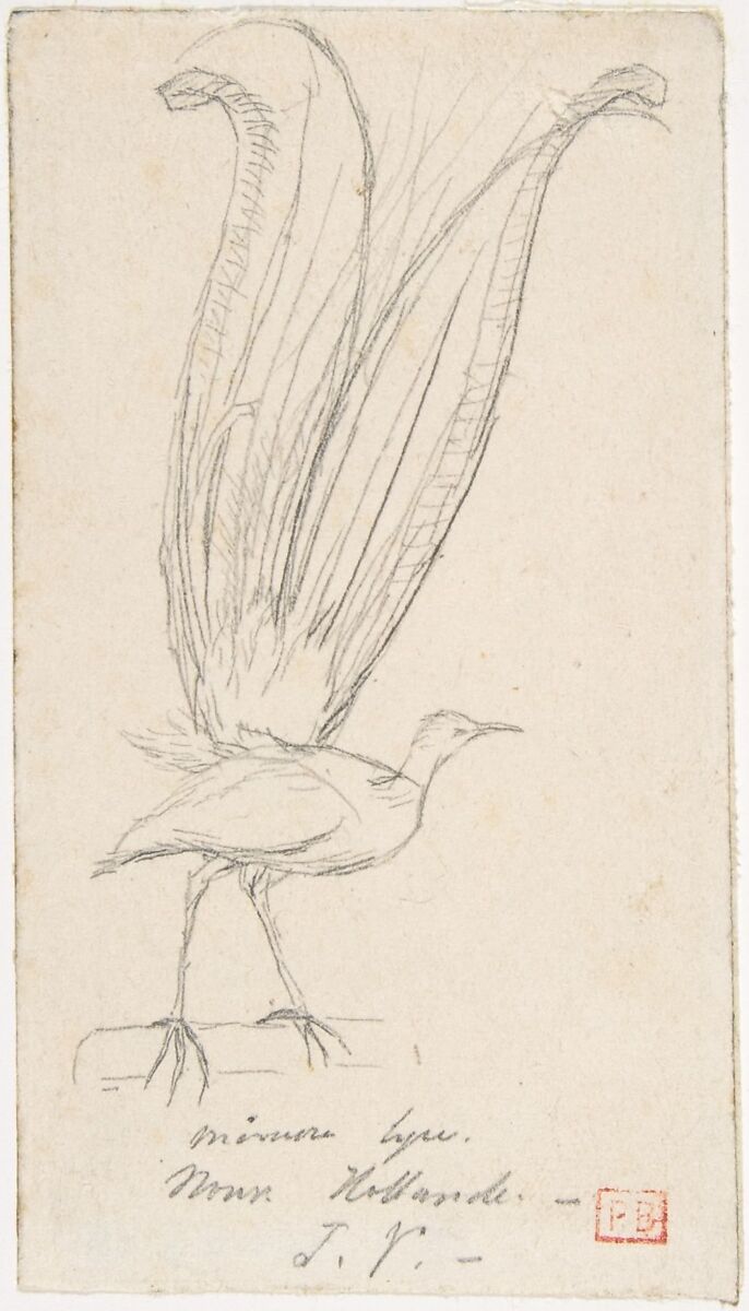 A Lyre Bird, Charles Meryon (French, 1821–1868), Graphite 