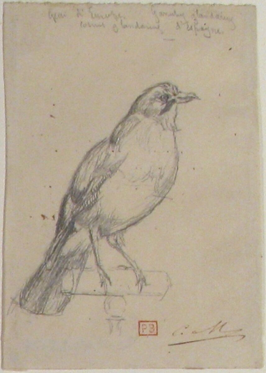 A European Jay, Charles Meryon (French, 1821–1868), Graphite