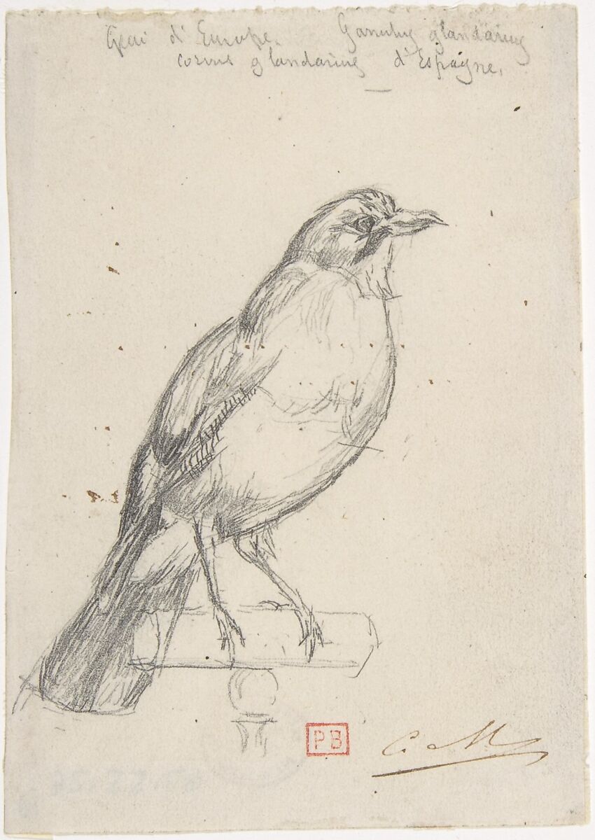 A European Jay, Charles Meryon (French, 1821–1868), Graphite 