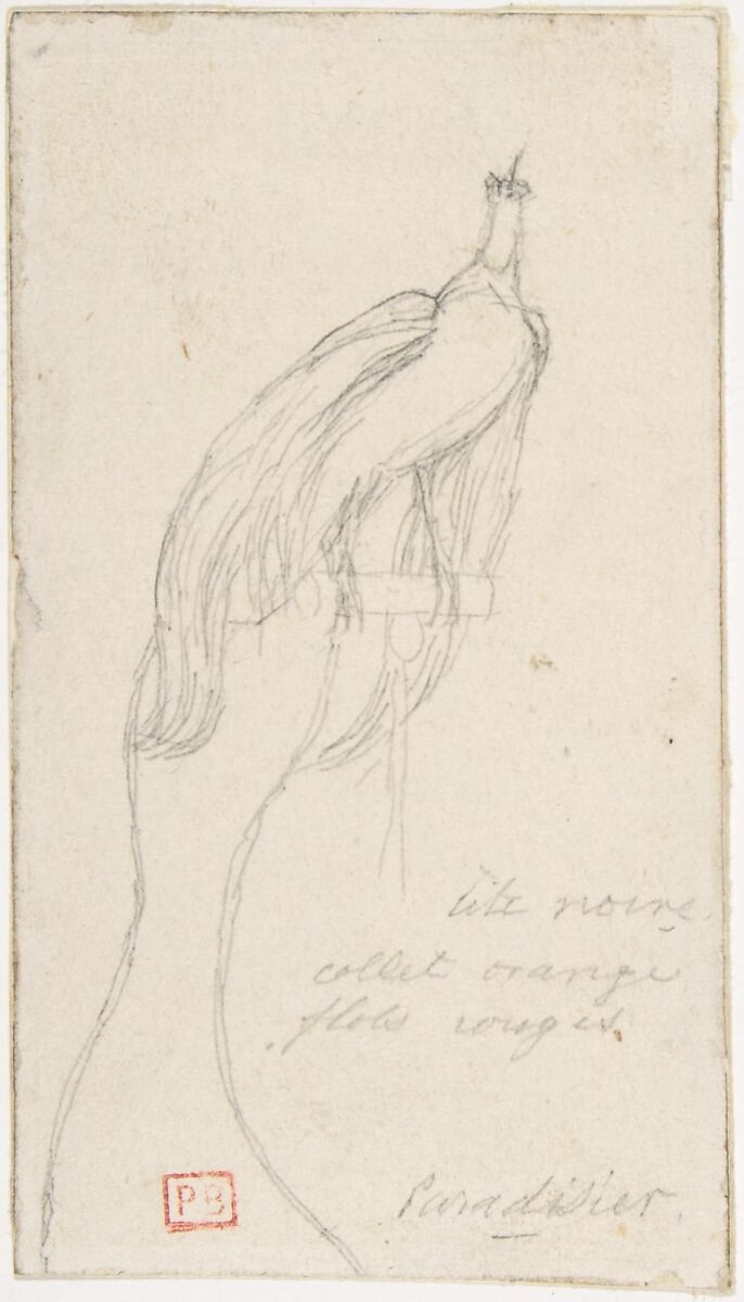 A Bird of Paradise, Charles Meryon (French, 1821–1868), Graphite 