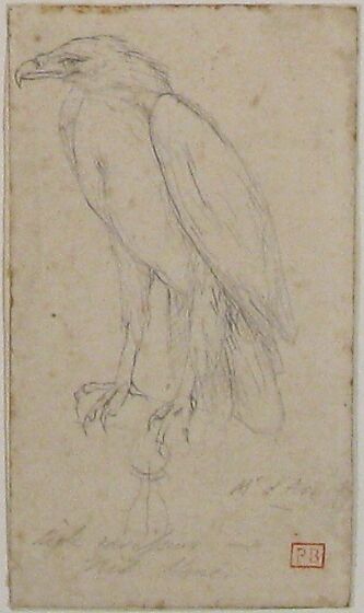 A Golden Eagle, Charles Meryon (French, 1821–1868), Graphite