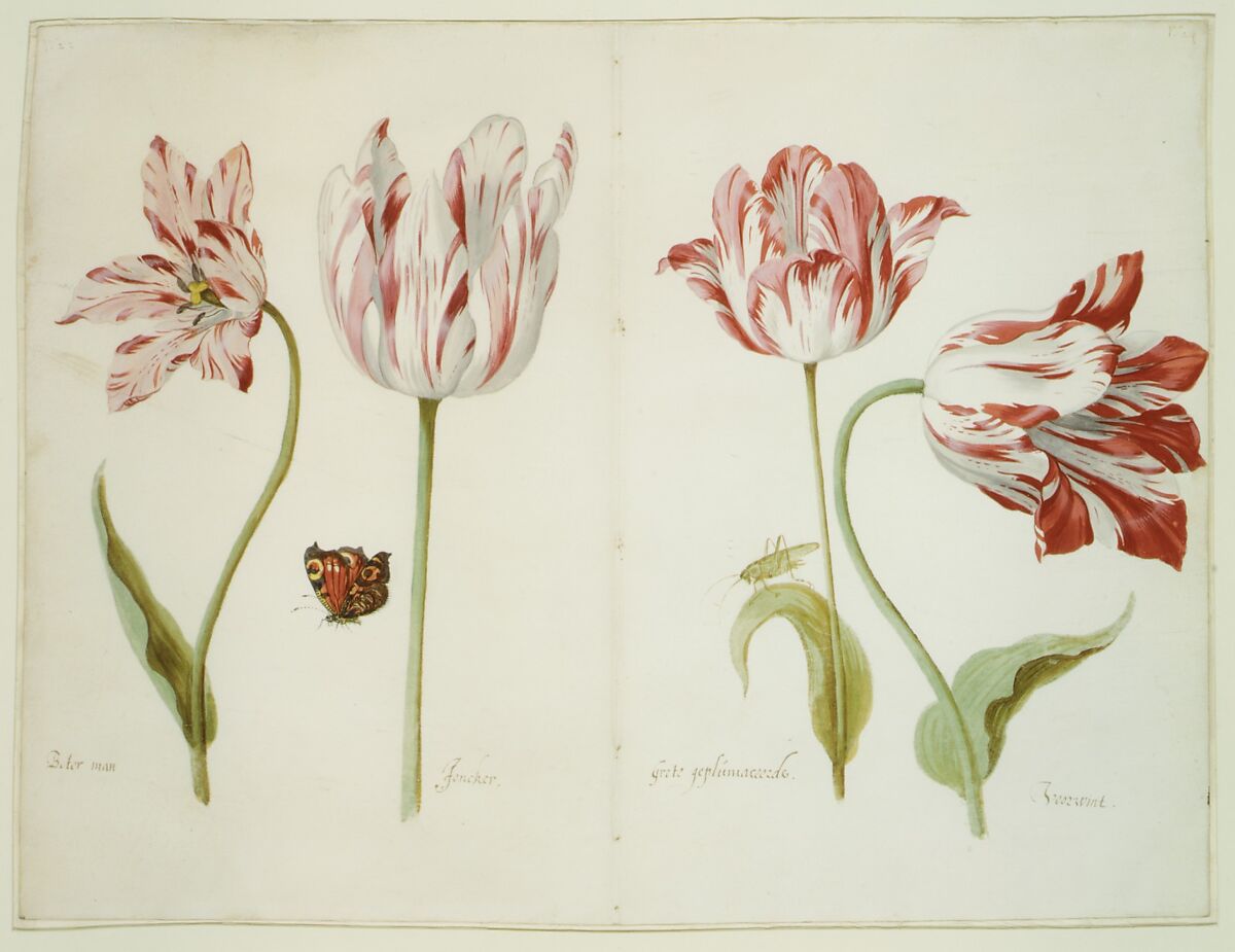 Four Tulips:  Boter man (Butter Man), Joncker (Nobleman), Grote geplumaceerde (The Great Plumed One), and Voorwint (With the Wind), Jacob Marrel (German, Frankenthal 1613/14–1681 Frankfurt am Main), watercolor on vellum