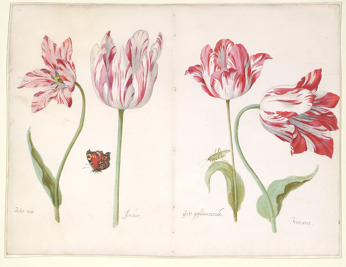 Four Tulips:  Boter man (Butter Man), Joncker (Nobleman), Grote geplumaceerde (The Great Plumed One), and Voorwint (With the Wind), Jacob Marrel (German, Frankenthal 1613/14–1681 Frankfurt am Main), watercolor on vellum