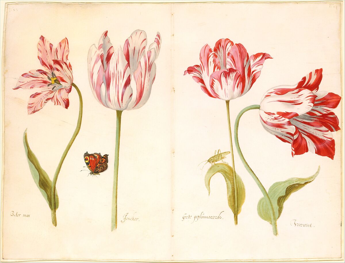 Four Tulips:  Boter man (Butter Man), Joncker (Nobleman), Grote geplumaceerde (The Great Plumed One), and Voorwint (With the Wind), Jacob Marrel (German, Frankenthal 1613/14–1681 Frankfurt am Main), watercolor on vellum