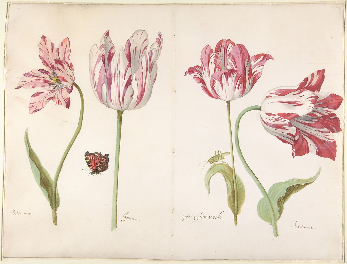 Four Tulips:  Boter man (Butter Man), Joncker (Nobleman), Grote geplumaceerde (The Great Plumed One), and Voorwint (With the Wind), Jacob Marrel  German, watercolor on vellum