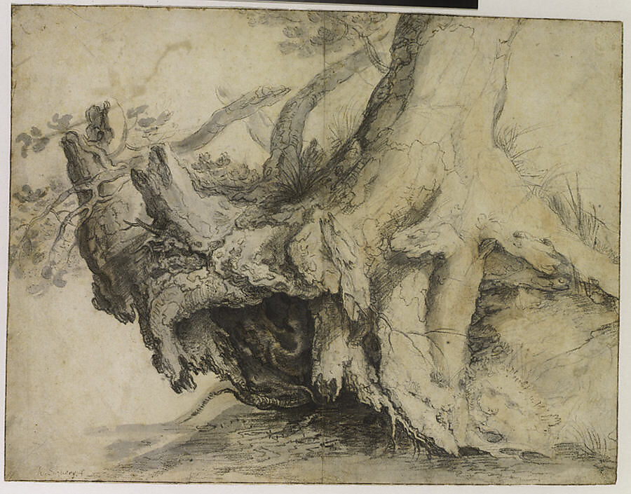 Study of a Tree, Roelandt Savery (Flemish, Kortrijk 1576–1639 Utrecht), Gray watercolor wash, a red chalk wash, charcoal dipped in oil, and graphite on off-white laid paper