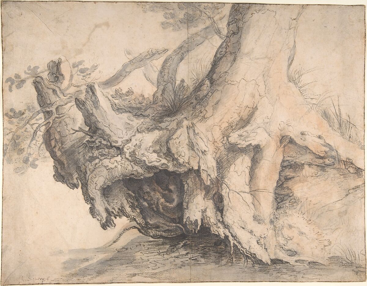 Study of a Tree, Roelandt Savery (Flemish, Kortrijk 1576–1639 Utrecht), Gray watercolor wash, a red chalk wash, charcoal dipped in oil, and graphite on off-white laid paper 