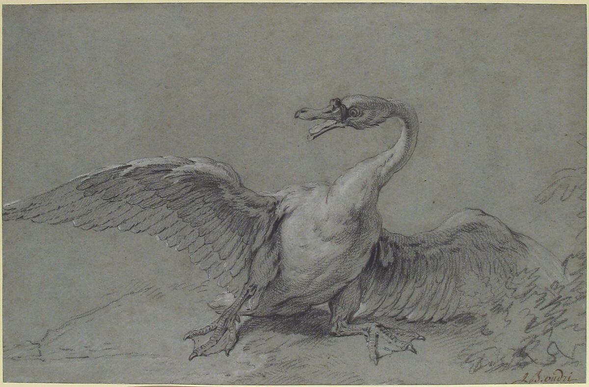 Angry Swan, Jean-Baptiste Oudry (French, Paris 1686–1755 Beauvais), Black and white chalk on blue paper
