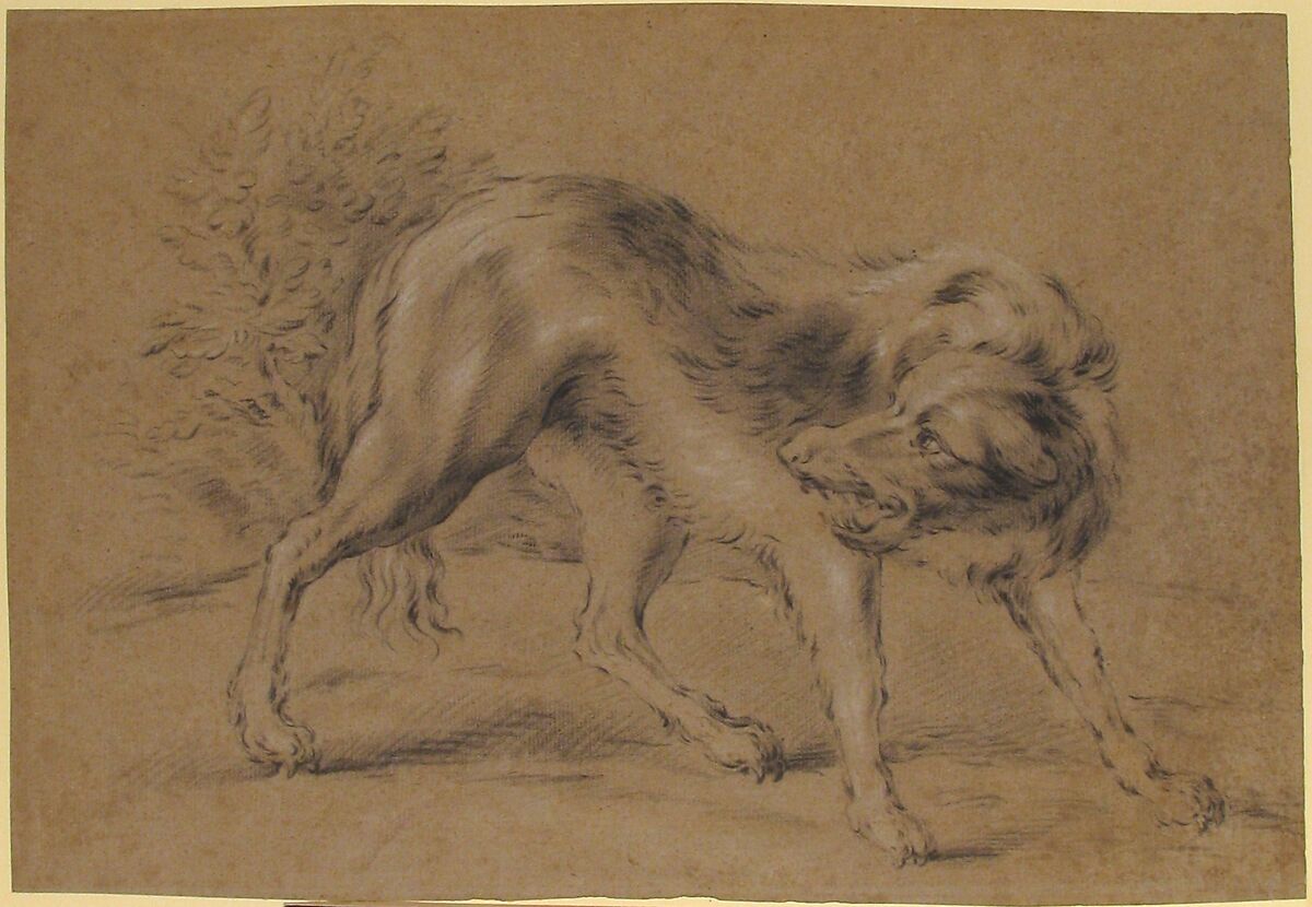 Angry Dog, Attributed to Jean-Baptiste Oudry (French, Paris 1686–1755 Beauvais), Black chalk, heightened with white on brownish paper 