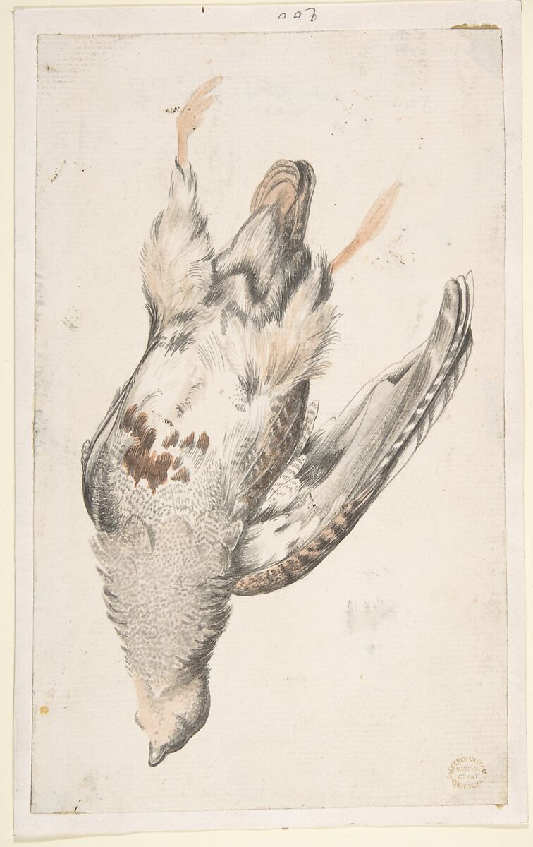 A Dead Bird (Quail?) Seen from Below, Count Giorgio Durante (Duranti) (Italian, Palazzolo (?) 1685–1755 Palazzolo), Brush with gray, brown, and light orange-brown wash over traces of graphite 
