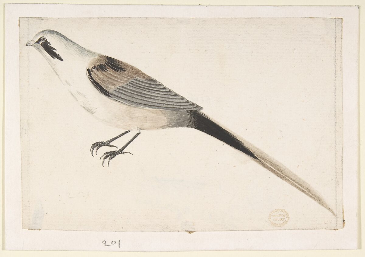 Long-Tailed Bird Seen in Profile, Count Giorgio Durante (Duranti) (Italian, Palazzolo (?) 1685–1755 Palazzolo), Brush with black, gray, and brown wash over traces of graphite 
