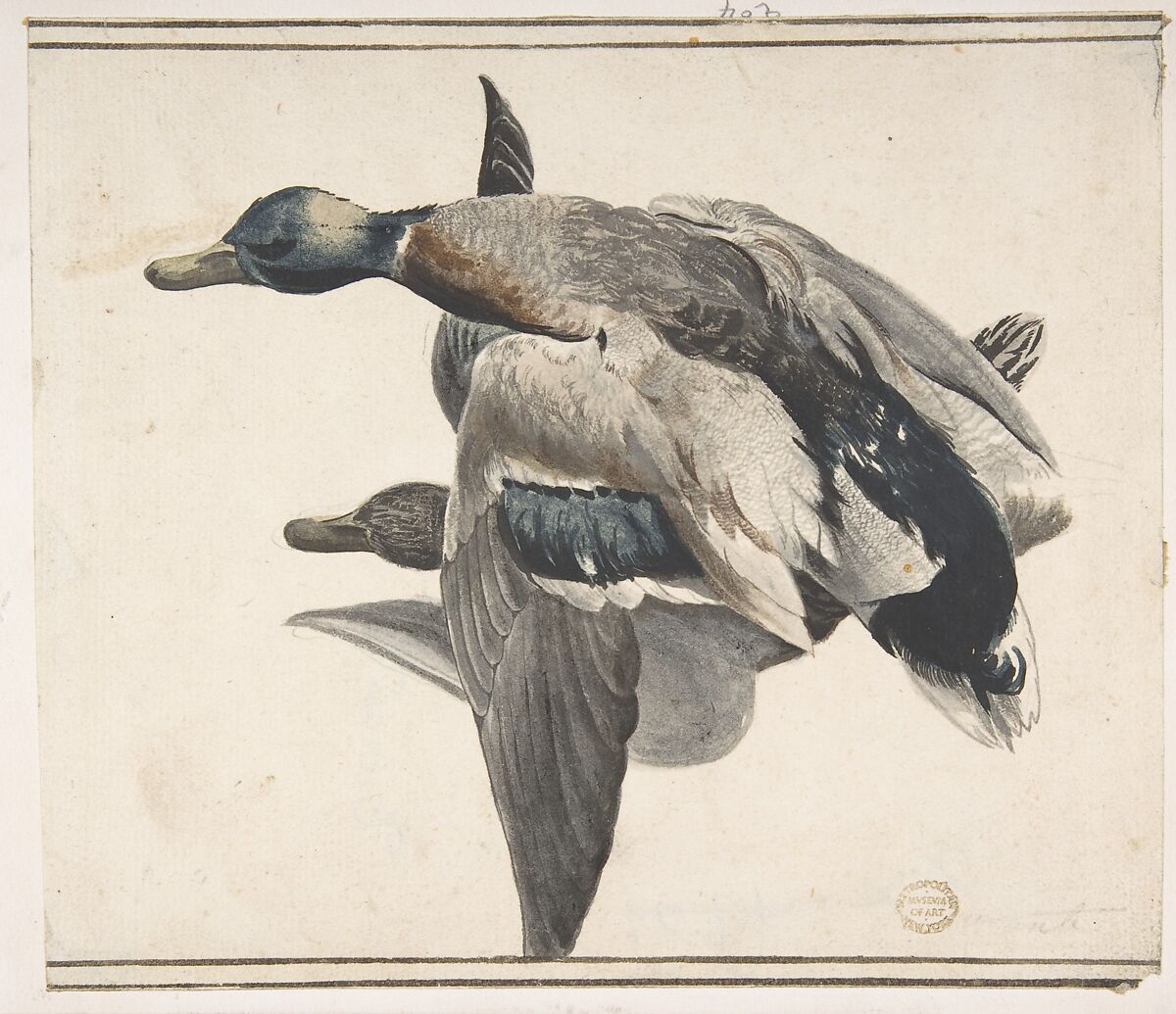 Two Dead Ducks, Count Giorgio Durante (Duranti) (Italian, Palazzolo (?) 1685–1755 Palazzolo), Watercolor over graphite; traces of framing lines at top and bottom 