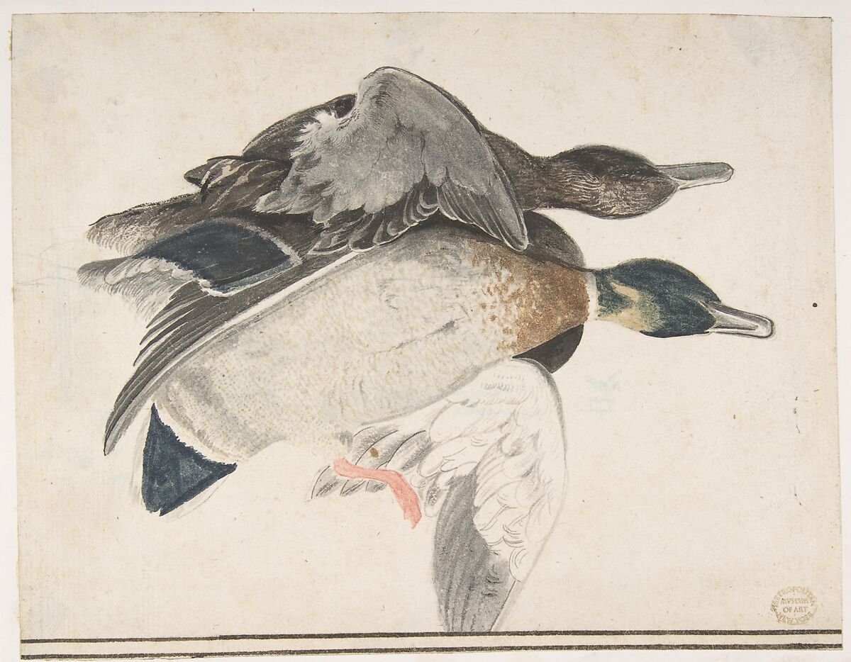 Two Dead Ducks, Count Giorgio Durante (Duranti) (Italian, Palazzolo (?) 1685–1755 Palazzolo), Brush with gray, green, blue, black, and orange wash over leadpoint. Traces of framing outlines in pen and black ink at bottom 