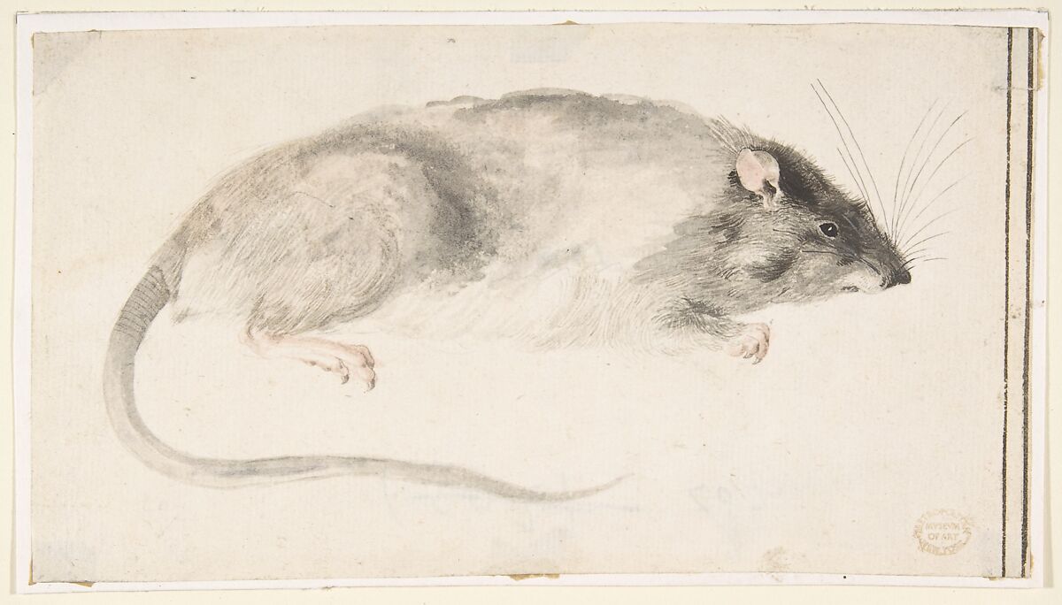 A Rat Seen in Profile, Count Giorgio Durante (Duranti) (Italian, Palazzolo (?) 1685–1755 Palazzolo), Watercolour over traces of graphite; traces of framing lines in pen and black ink at right edge 