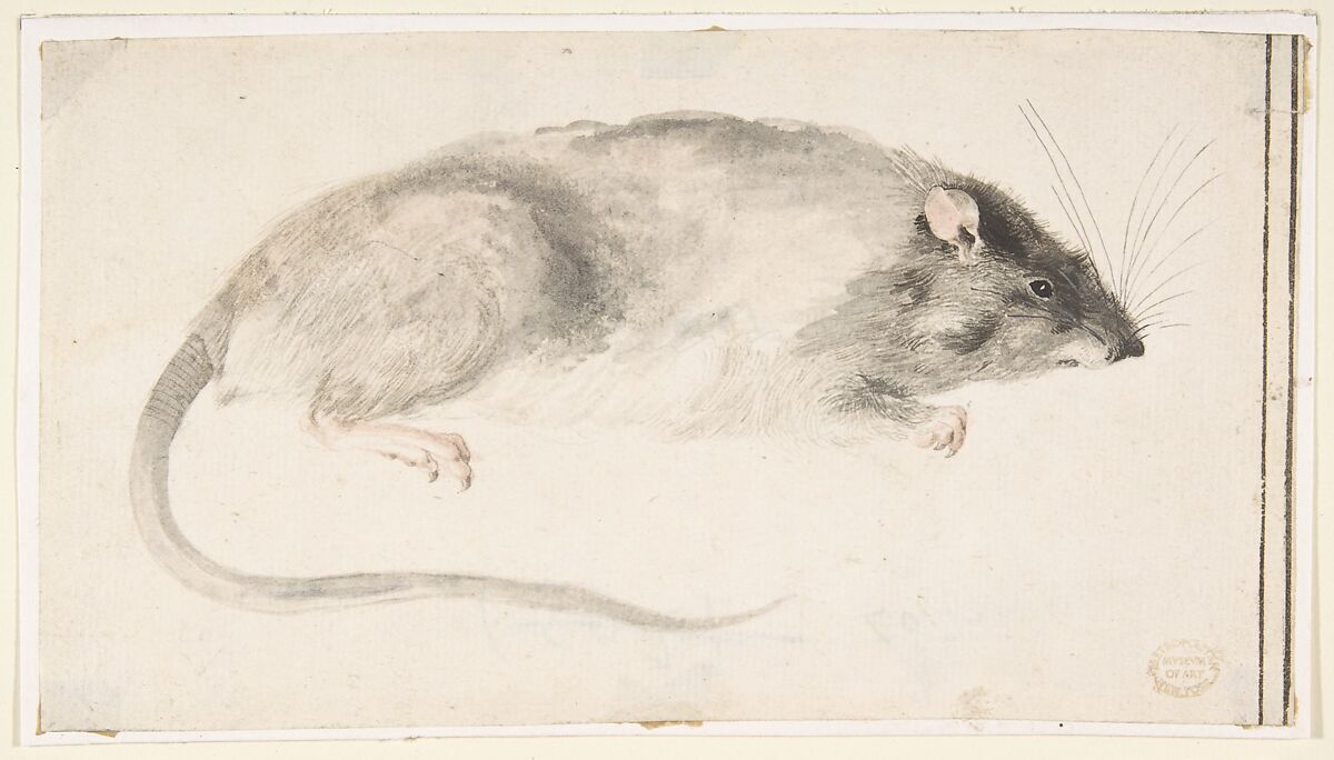 A Rat Seen in Profile, Count Giorgio Durante (Duranti) (Italian, Palazzolo (?) 1685–1755 Palazzolo), Watercolour over graphite; fragment of double framing lines in pen and black ink at right edge 