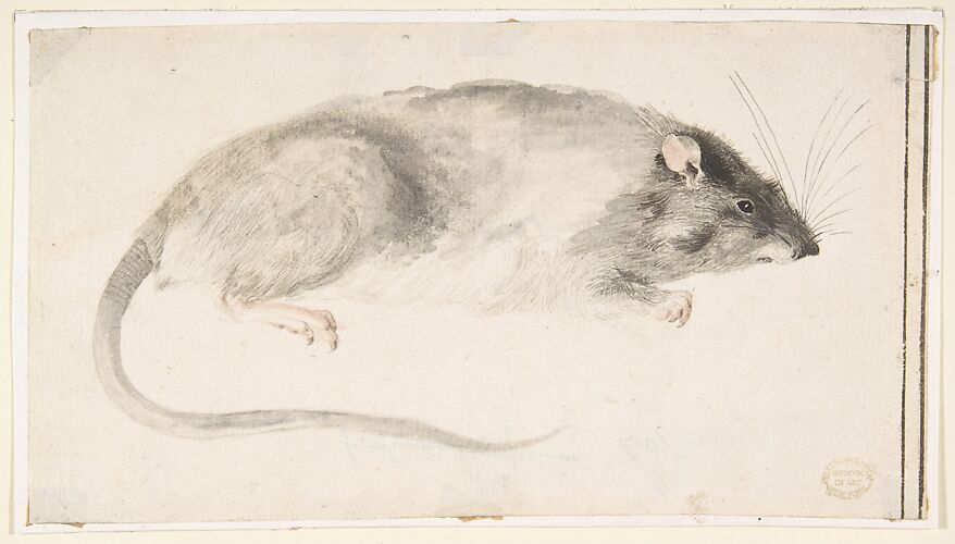 A Rat Seen in Profile