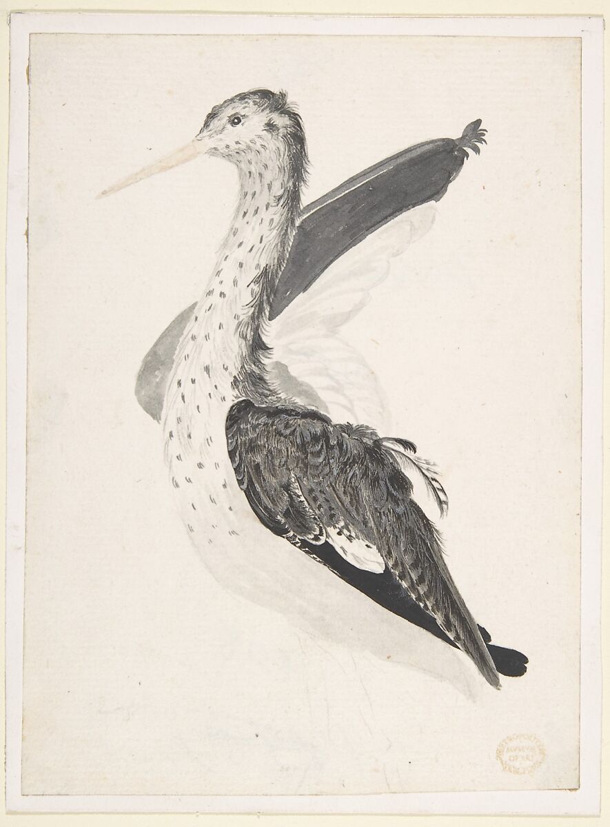 Bird, Perhaps an Egret, Seen in Profile with One Wing Lifted, Count Giorgio Durante (Duranti) (Italian, Palazzolo (?) 1685–1755 Palazzolo), Brush with yellow, gray, black, and brown wash over graphite 
