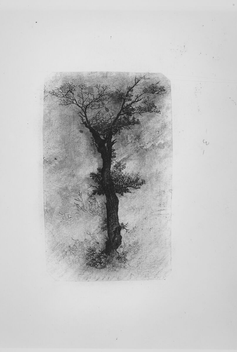 Étude d'un Arbre (Study of a Tree), Rodolphe Bresdin (French, Montrelais 1822–1885 Sèvres), Etching 