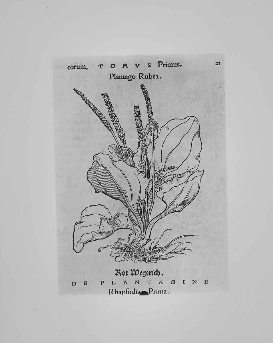 Herbarum vivae eicones, Otto Brunfels (German, ca. Mainz 1488–1534 Bern), Woodcut