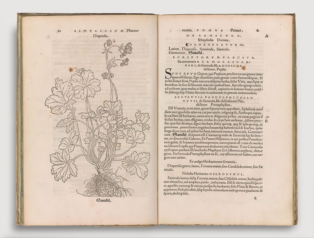 Herbarum vivae eicones, Otto Brunfels (German, ca. Mainz 1488–1534 Bern), Woodcut