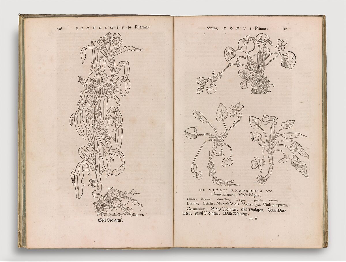 Herbarum vivae eicones, Otto Brunfels (German, ca. Mainz 1488–1534 Bern), Woodcut