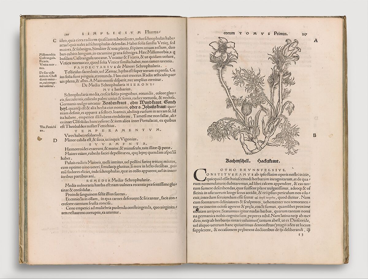 Herbarum vivae eicones, Otto Brunfels (German, ca. Mainz 1488–1534 Bern), Woodcut