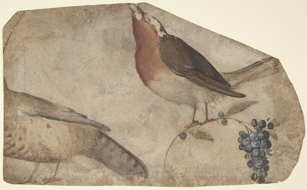 Bird Eating Grapes (recto); Tigress (verso), Giovanni da Udine (Giovanni dei Ricamatori) (Italian, Udine 1487–1564 Rome), Brush and watercolor and gouache 