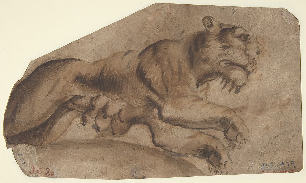 Bird Eating Grapes (recto); Tigress (verso), Giovanni da Udine (Giovanni dei Ricamatori) (Italian, Udine 1487–1564 Rome), Brush and watercolor and gouache