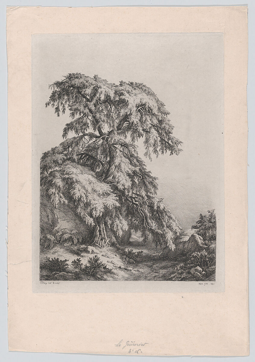 The Juniper Tree, Fontainbleu, Eugène Stanislas Alexandre Bléry (French, Fontainebleau 1805–1887 Paris), Etching 