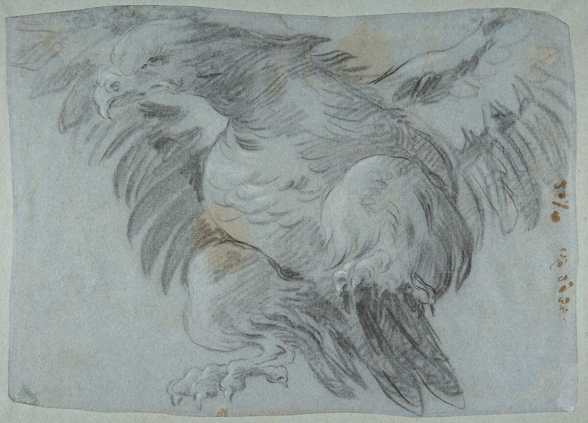 An Eagle with Wings Spread, Giovanni Battista Tiepolo (Italian, Venice 1696–1770 Madrid), Charcoal, heightened with white chalk, on blue paper 