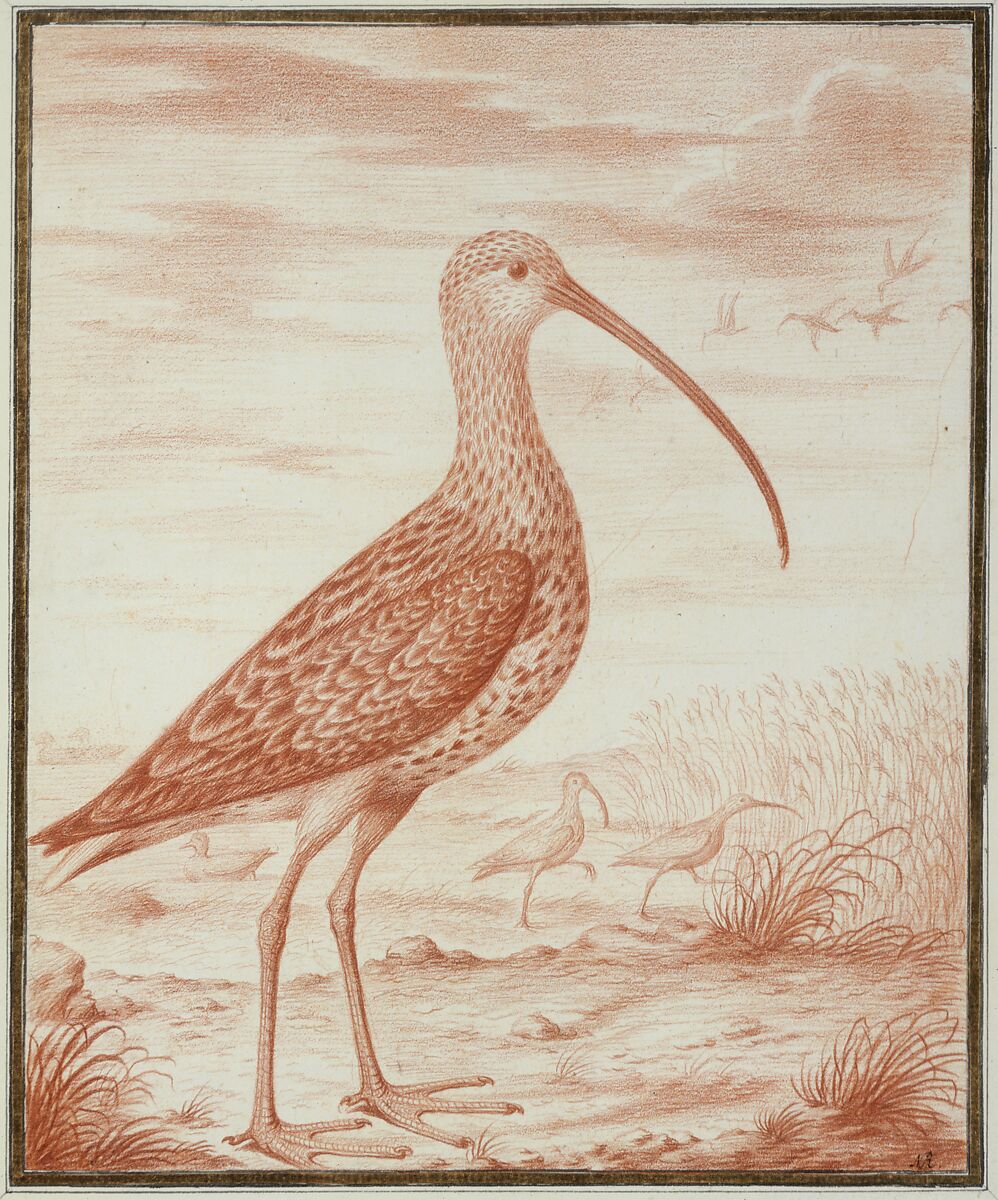 Curlews and Ducks, Nicolas Robert (French, Langres 1614–1685 Paris), Red chalk