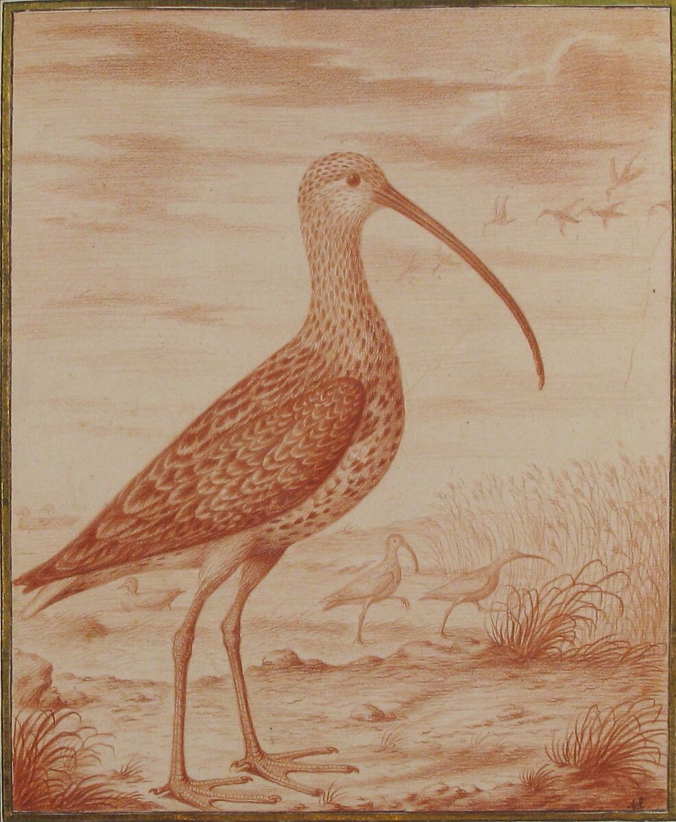 Curlews and Ducks, Nicolas Robert (French, Langres 1614–1685 Paris), Red chalk