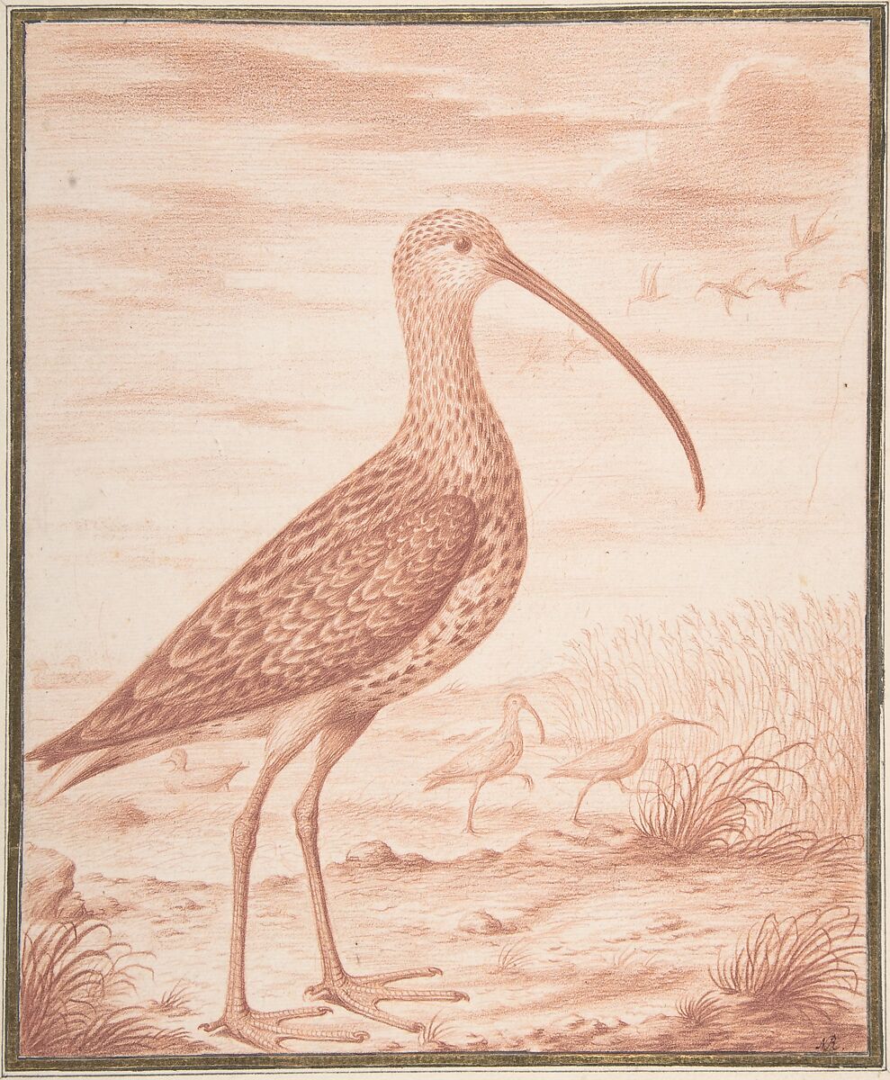 Curlews and Ducks, Nicolas Robert (French, Langres 1614–1685 Paris), Red chalk 