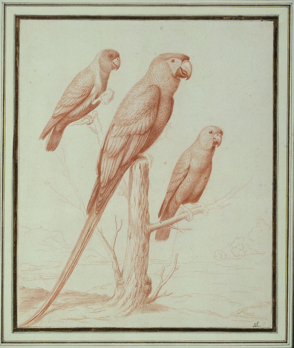 Three Parrots, Nicolas Robert (French, Langres 1614–1685 Paris), Red chalk