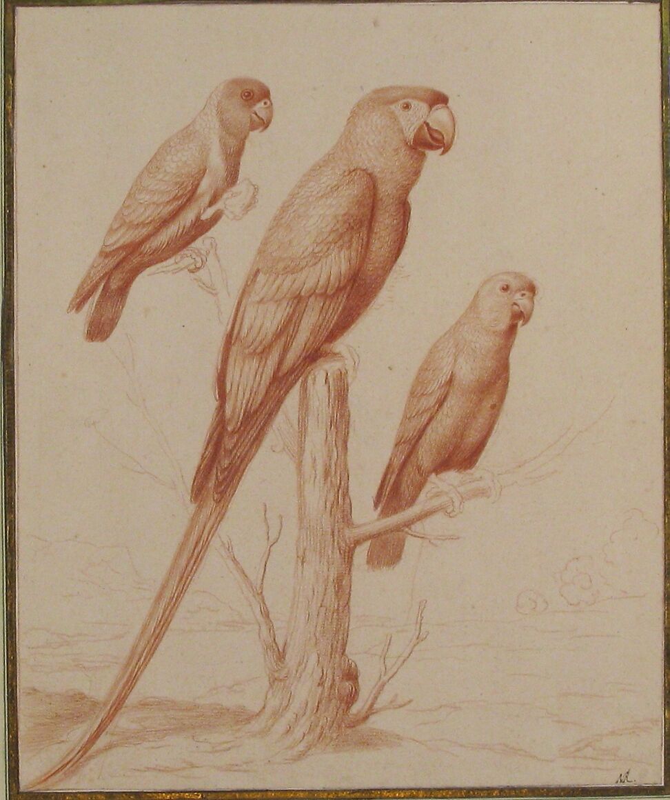 Three Parrots, Nicolas Robert (French, Langres 1614–1685 Paris), Red chalk