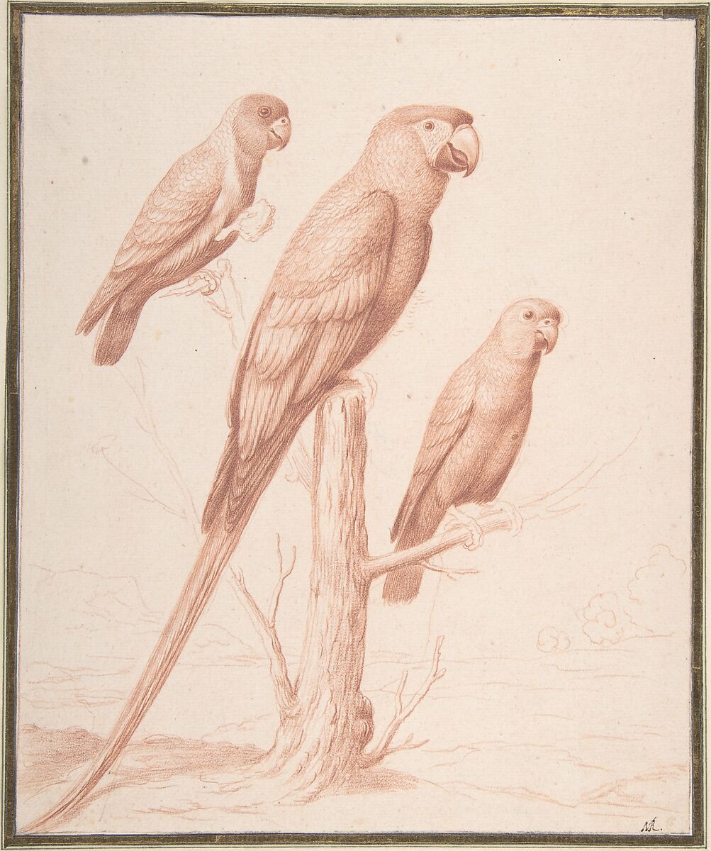 Three Parrots, Nicolas Robert (French, Langres 1614–1685 Paris), Red chalk 