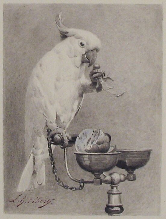The Sedate Parrot, Jean-Georges Vibert (French, Paris 1840–1902 Paris), Wash and Chinese white