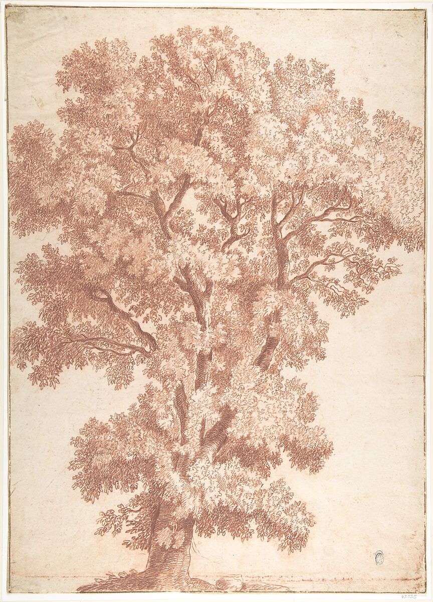 Tree, Anonymous, Italian, Roman-Bolognese, 17th century, Red chalk over black chalk on light tan paper; ruled framing lines in pen and brown ink 