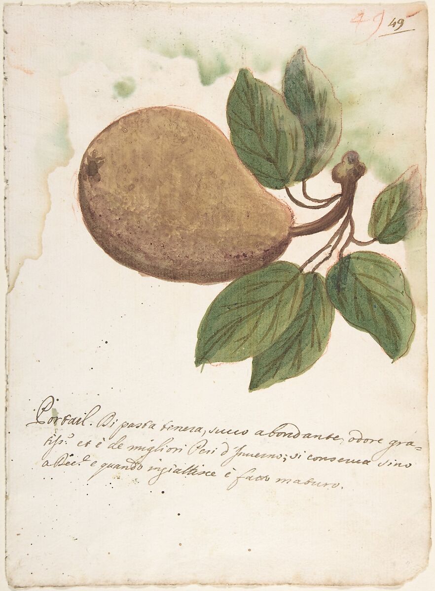 Pear, Anonymous, Italian, Venetian, 18th century, Brush with yellow, brown and green watercolor, over red crayon or chalk, on cream laid paper (recto); red chalk scribbles (verso) 
