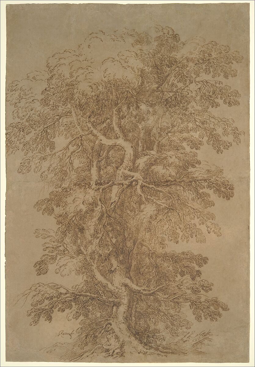 A Large Tree, Salvator Rosa (Italian, Arenella (Naples) 1615–1673 Rome), Pen and brown ink, on brown paper 