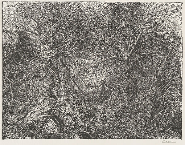 Thicket (Cambridge, New York), Arnold Bittleman (American, 1933–1985), Etching on zinc plate printed on wove paper 