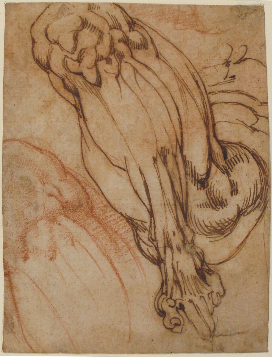 Anatomical Studies of a Leg (recto); Study of a Leg (verso), School of Michelangelo Buonarroti (Italian, Caprese 1475–1564 Rome), Pen and brown ink, and red chalk (recto); pen and brown ink (verso)