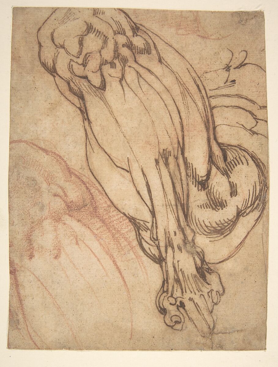 Anatomical Studies of a Leg (recto); Study of a Leg (verso), Michelangelo Buonarroti  Italian, Pen and brown ink, and red chalk (recto); pen and brown ink (verso)