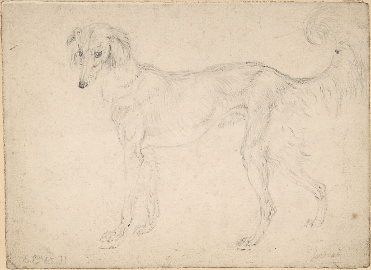 Study of a feathered saluki, facing left, Sir Edwin Henry Landseer (British, London 1802–1873 London), Graphite 