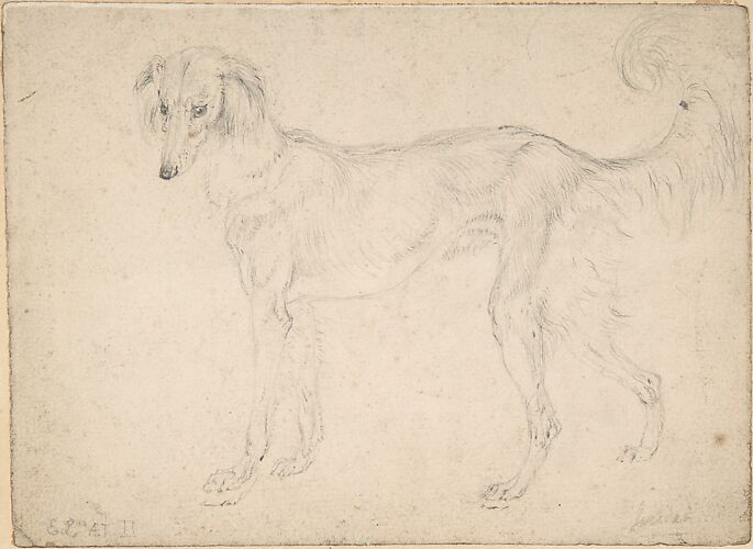 Study of a Feathered Saluki, Facing Left
