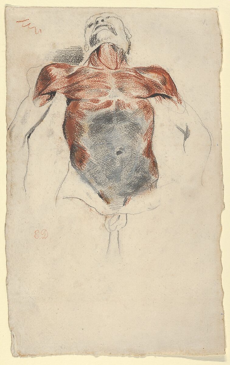 Ecorché: Torso of a Male Cadaver, Eugène Delacroix (French, Charenton-Saint-Maurice 1798–1863 Paris), Red, black, and white fabricated chalk, graphite 